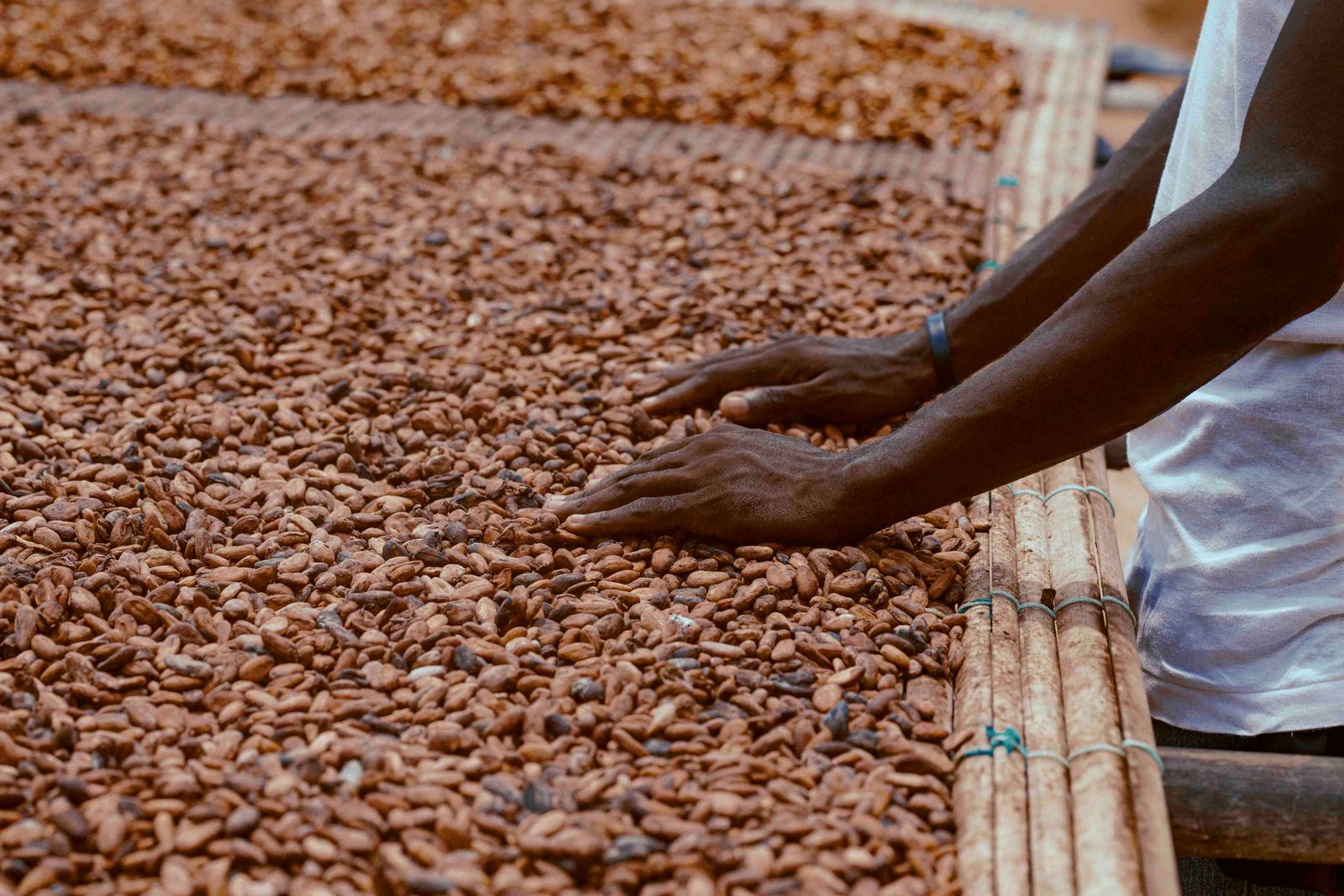 Cocoa farmer drying beans in the sun in Ghana, West Africa