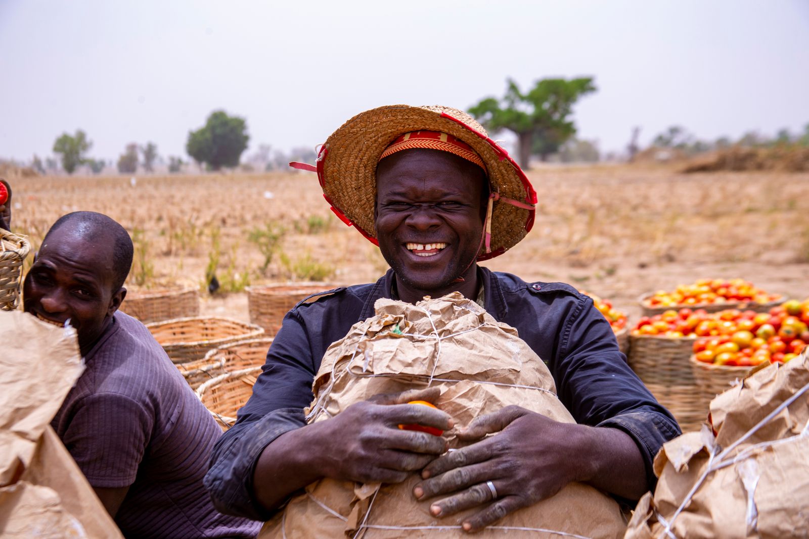 West African farmers harvesting crops in a field
