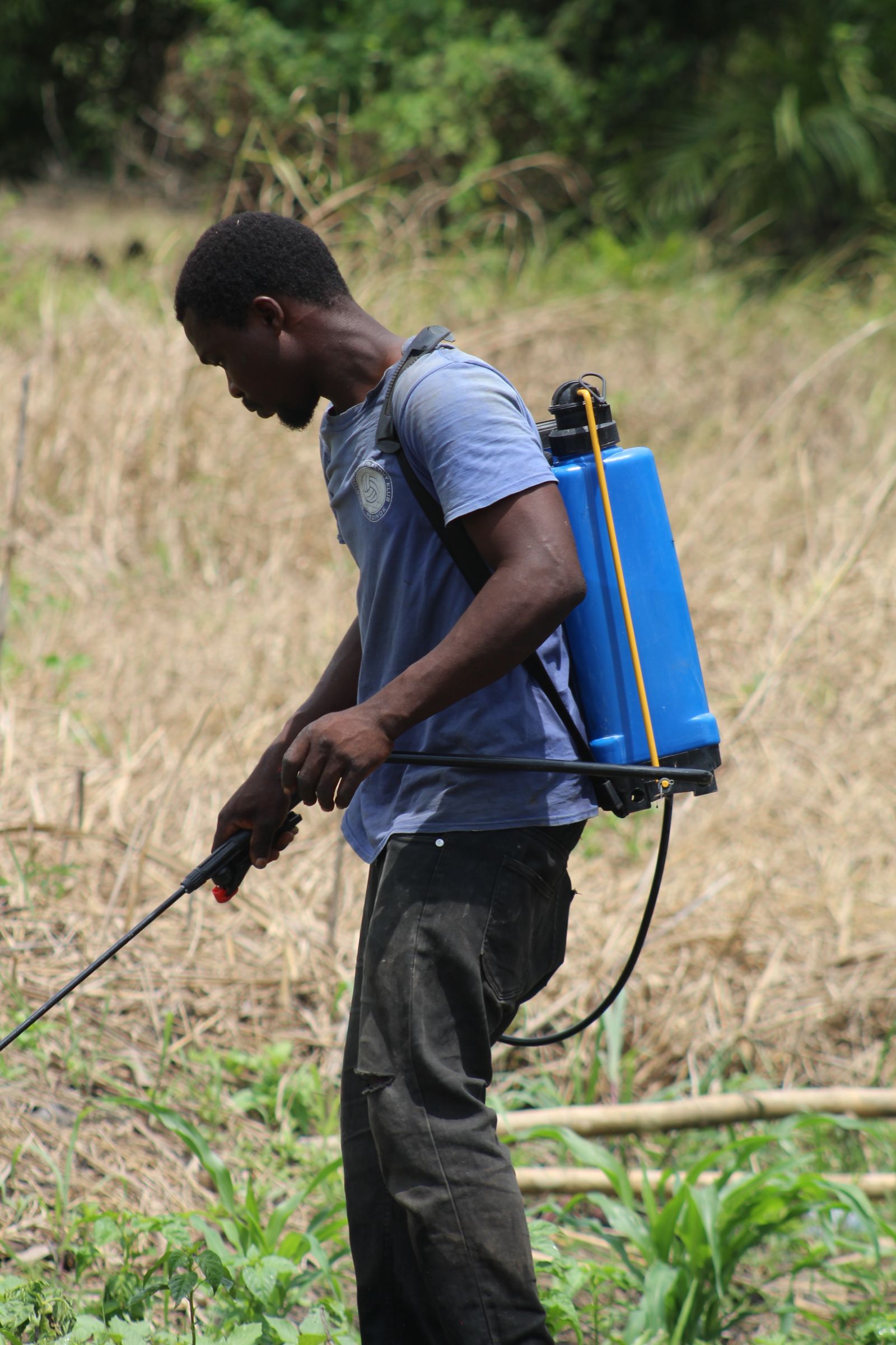 A farmer in Ghana applying crop protection products with a backpack sprayer in a field