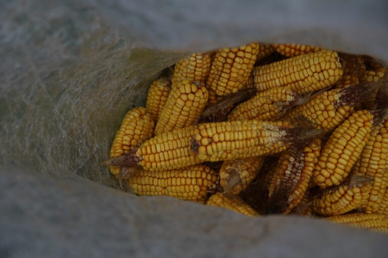 Freshly harvested yellow maize grain in a sack after collection