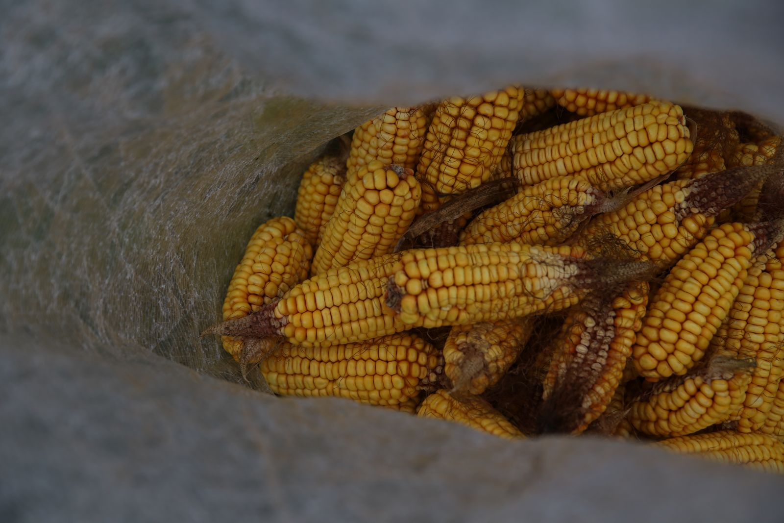Freshly harvested yellow maize grain in a sack after collection