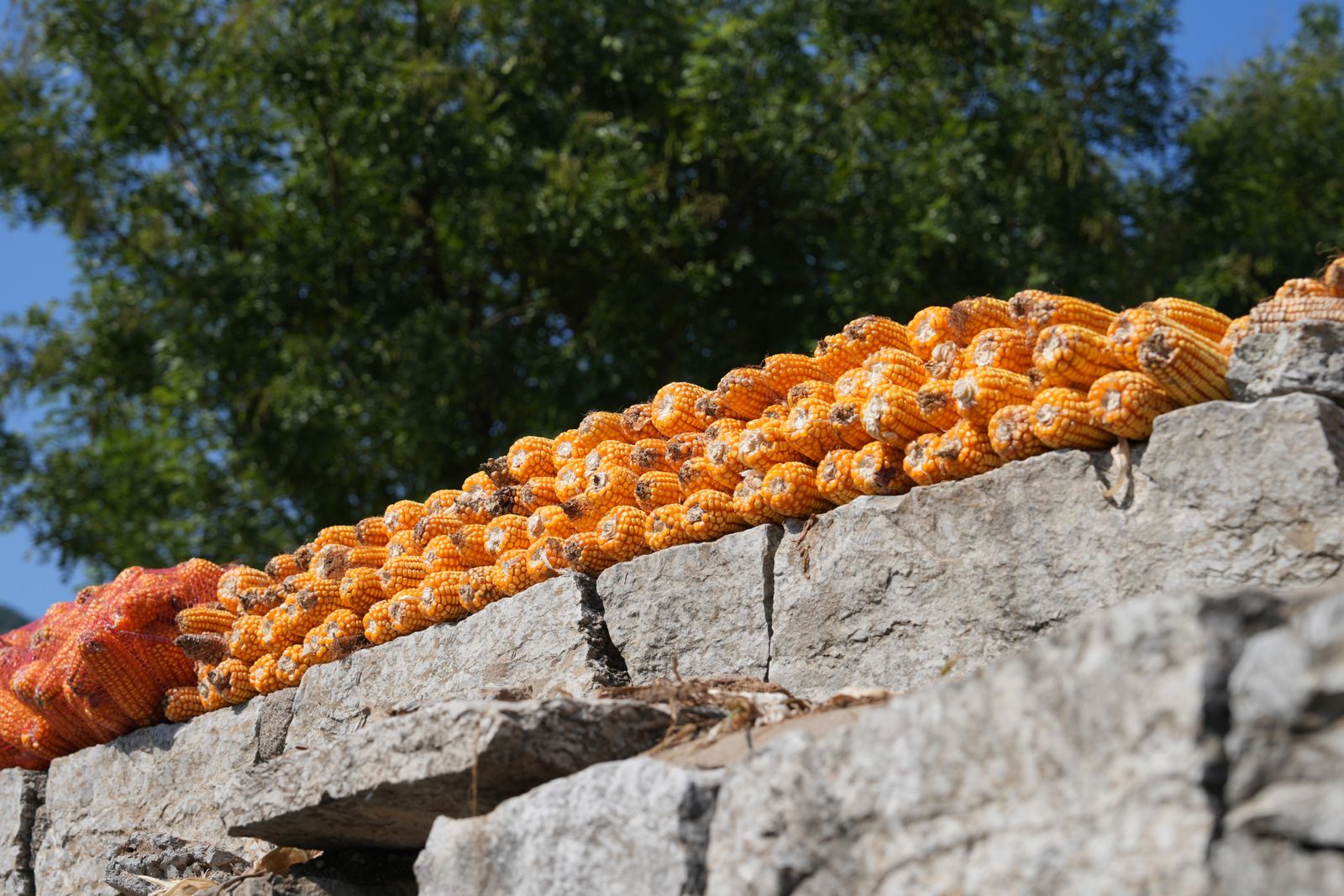Maize cobs sun-drying after harvest, the critical post-harvest step