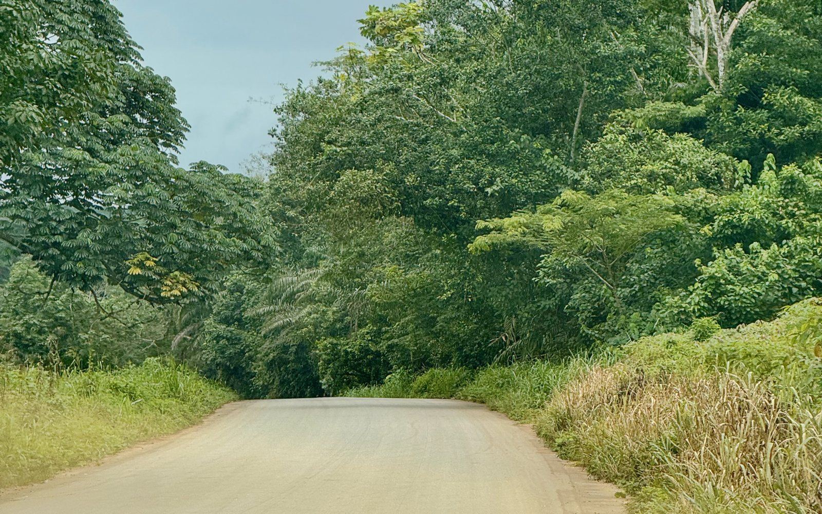 Rural tarmac road winding through dense forest and tall grass in Côte d'Ivoire